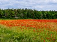 Ausgedehntes Mohnblumenfeld nahe Mästerby